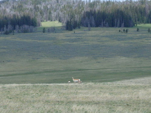 GDMBR: An Antelope mommy and twins.